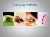 Отряд Двукрылые. муха-дрозофила, муха-цеце, комнатная муха, личинка комара-дергуна (мотыль).
