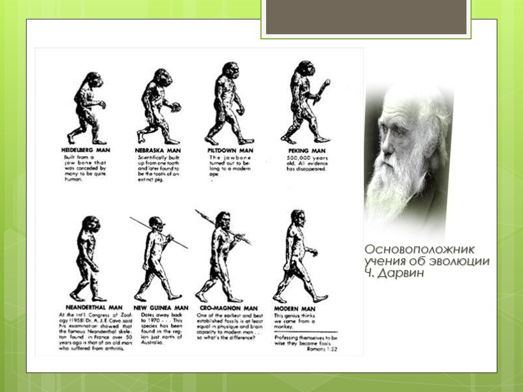 Этапы эволюции человека тест 9 класс. Эволюция человека Дарвина. Схема происхождения человека. Теория эволюции Дарвина. Схема Дарвина Эволюция человека.