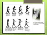 Основоположник учения об эволюции Ч. Дарвин