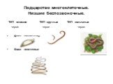 Общая характеристика плоских, круглых и кольчатых червей Слайд: 10