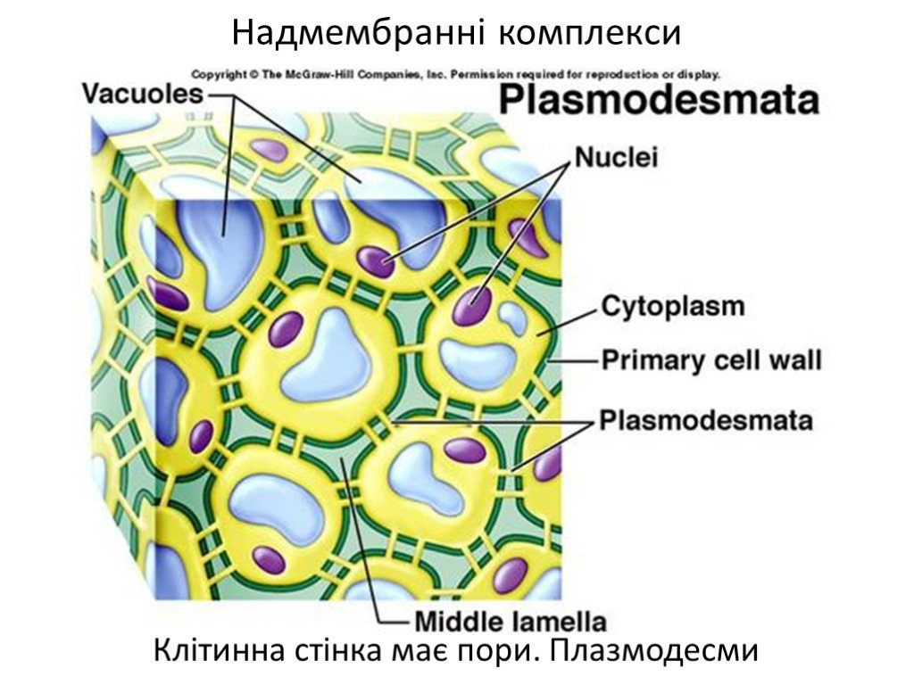Цитоплазма значение этой структуры в жизнедеятельности клетки. Плазмодесмы растительной клетки. Клетка растения. Плазмодесмы растительной клетки схема. Строение плазмодесмы растительной клетки.