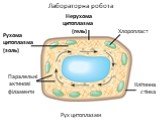 Рух цитоплазми Хлоропласт. Нерухома цитоплазма (гель). Рухома цитоплазма (золь). Клітинна стінка. Паралельні актинові філаменти