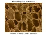 Клітинна стінка рослин із целюлози