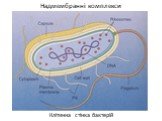 Клітинна стінка бактерій