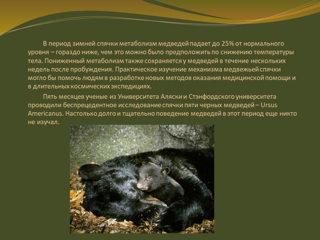 Что такое спячка кратко. Температура тела медведя в спячке. Пробуждение от спячки. Медведь впадает в спячку.