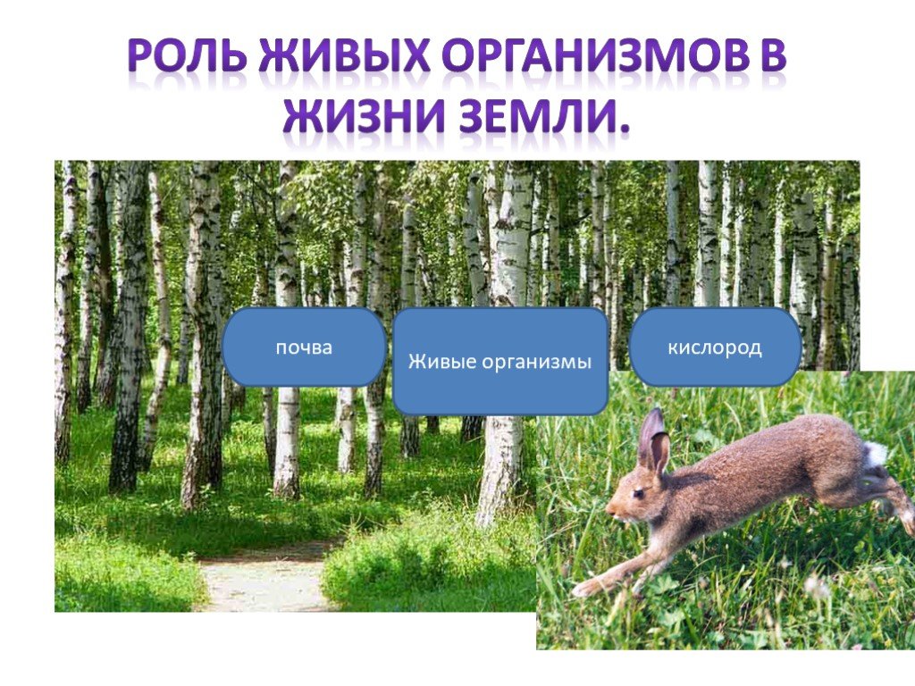 Какова роль живого в природе. Роль живых организмов. Охрана растительного и животного мира. Роль живых организмов в жизни земли. Поль живых организмов в жизни земли.