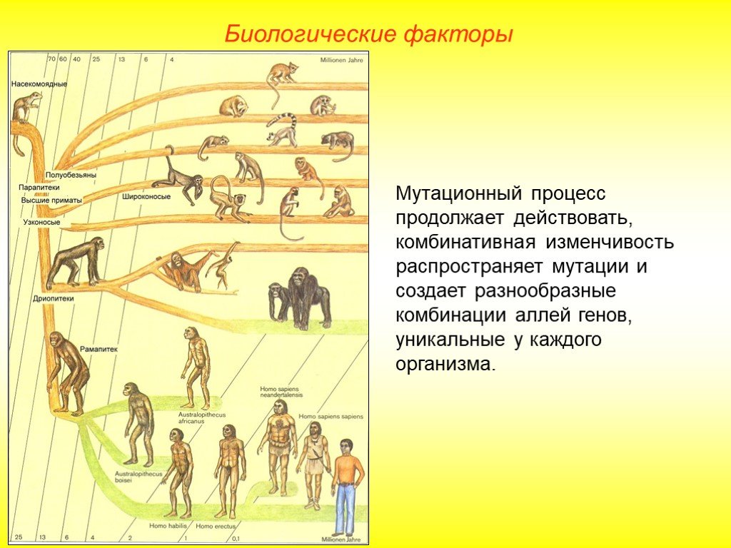 Антропогенез расы людей. Человек умелый ведущий фактор эволюции. Эволюция естественного отбора человека биология. Антропогенез схема эволюции человека. Стадии развития человека.