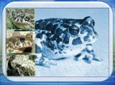 · Жерлянка краснобрюхая - Bombina bombina (Linnaeus) · Чесночница обыкновенная-Pelobates fuscus (Laurenti) · Жаба обыкновенная – Bufo bufo (Linnaeus) · Жаба зеленая – Bufo viridis (Laurenti) · Квакша обычная – Hyla arborea (Linnaeus) · Лягушка прудовая – Rana esculenta (Linnaeus) · Лягушка озерная –