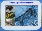 Класс Пресмыкающихся. Установленные виды пресмыкающихся в зоне отчуждения – черепаха болотная Emys orbicularis, веретеница Anguis fragilis, ящерица прыткая Lacerta agilis, ящерица живородящая Lacerta vivipara, уж обыкновенный Natrix natrix, змея обыкновенная Vipera berus