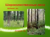 Широколиственные леса. Дубовый лес Липовый лес