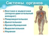 Костная и мышечная (опорно-двигательный аппарат) Пищеварительная Дыхательная Кровообращения Выделительная Нервная. Системы органов