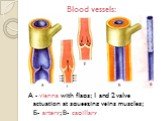 Blood vessels: A - vienna with flaps; 1 and 2 valve actuation at squeezing veins muscles; Б- artery; В- capillary