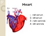 Heart. 1 – right atrium 2 - left atrium 3 - right ventricle 4 - left ventricle