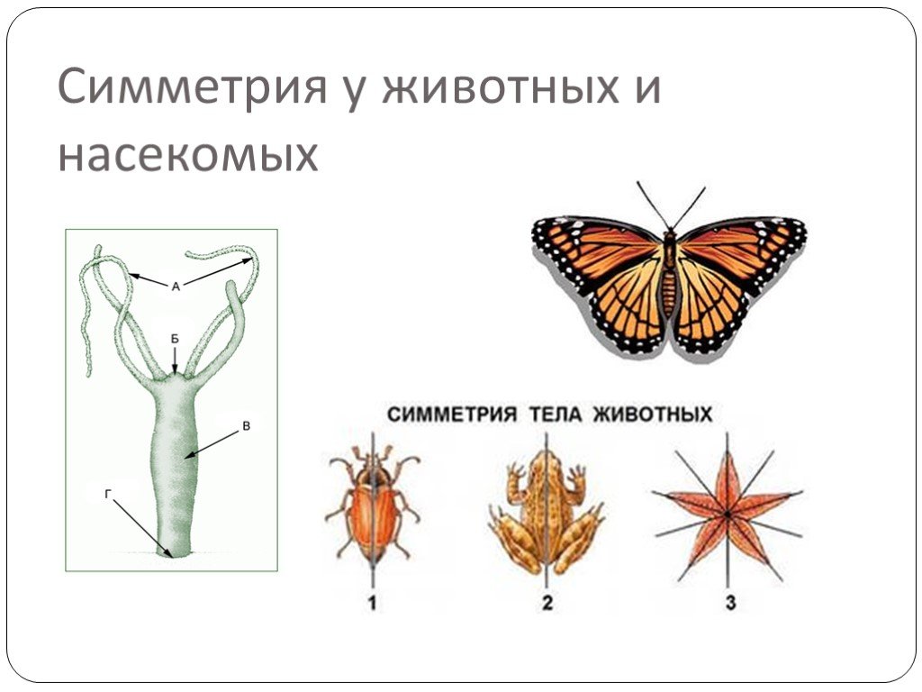 Тип симметрии комара. Симметрия животных. Типы симметрии. Симметрия насекомых. Двусторонняя симметрия у животных.