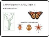 Симметрия у животных и насекомых