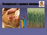 Эксперимент с зернами пшеницы