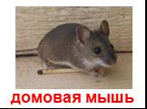 домовая мышь
