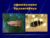 афиоземион брахигобиус