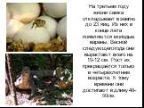 На третьем году жизни самка откладывает в землю до 23 яиц. Из них в конце лета появляются молодые вараны. Весной следующего года они вырастают всего на 10-12 см. Рост их прекращается только в четырёхлетнем возрасте. К тому времени они достигают в длину 48-50см.