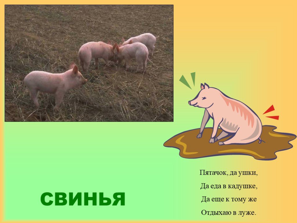 Свинья окружающий мир 3 класс. Стих про свинью. Загадка про свинью. Загадка про свинку. Загадка про поросенка.
