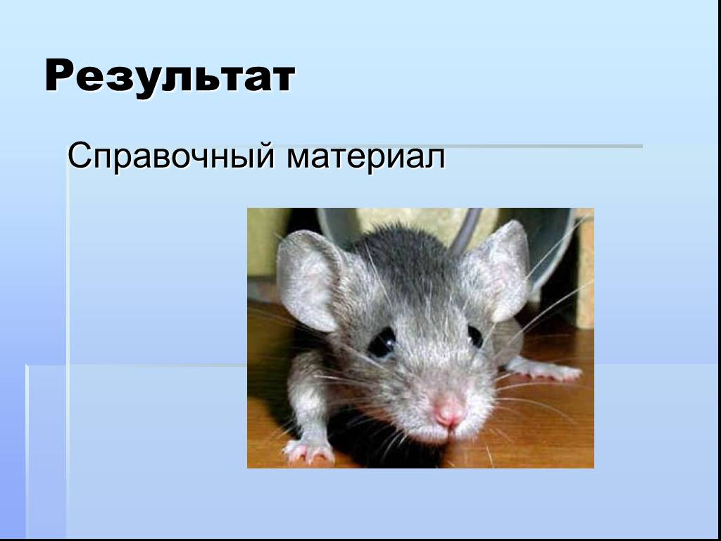 Мышь какая прилагательные. Где живут мыши Ерши. Заголовок для презентации какие бывают МЦШКИ. Какие мыши находятся внутри области а какие снаружи.