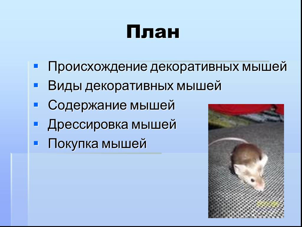 Мышь какая прилагательные. Домашние декоративные мыши происхождение. Мышь декоративная  слайд. Содержание мышей. Информация о содержании мышей.