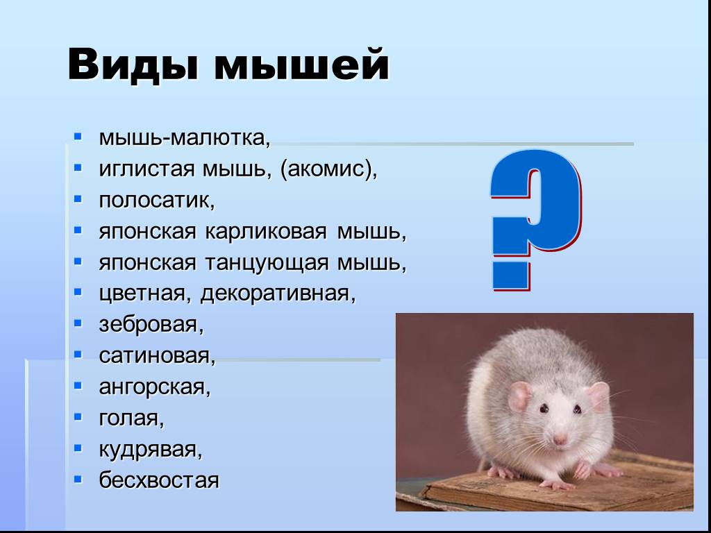 Какие типы мышей