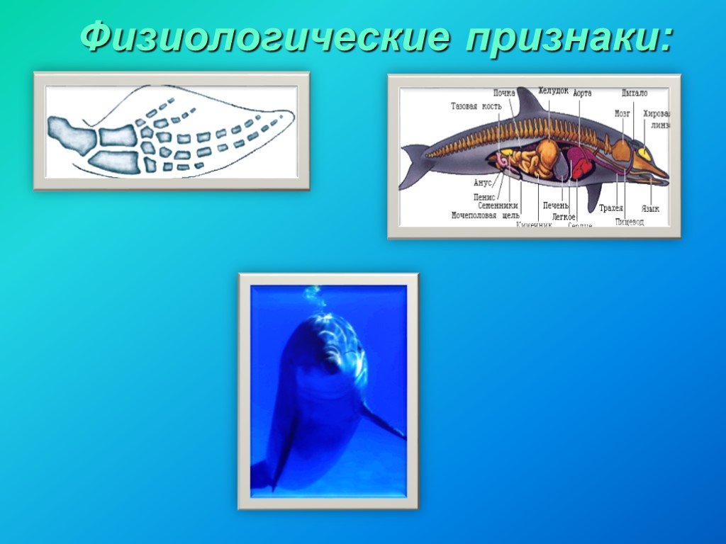 Физиологические признаки синего кита. Физиологический критерий дельфина. Физиологические признаки кита.