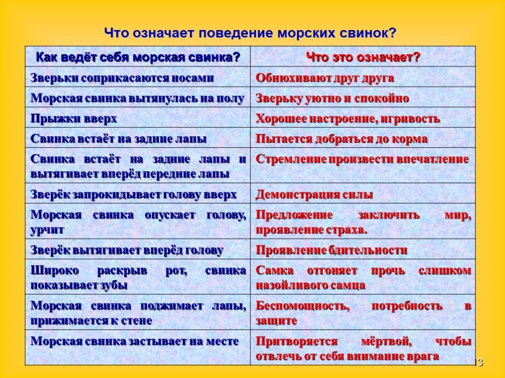 Нельзя морской. Что можно и нельзя морским свинкам. Что нельзя есть морским свинкам список. Что нельзя давать морским свинкам список. Что можно есть морским свинкам таблица.