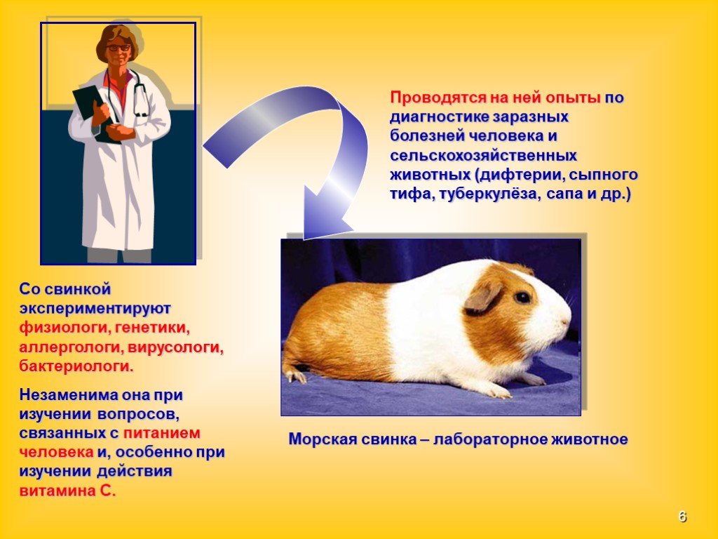 Какой диапазон тела характерен для морской свинки. Лабораторные морские свинки. Морские свинки презентация. Всемирный день защиты лабораторных животных. Генетика морских свинок.