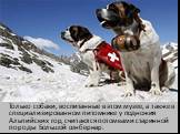 Только собаки, воспитанные в этом музее, а также в специализированном питомнике у подножия Альпийских гор, считаются потомками старинной породы Большой сенбернар.