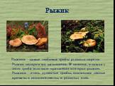 Рыжики – самые любимые грибы русского народа. Рыжик недаром так называется. И шляпка, и ножка у этого гриба золотисто-оранжевая или ярко-рыжая. Рыжики – очень душистые грибы, впитавшие лесные ароматы и сосновой смолы, и росистых елей.