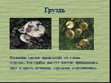 Название груздя происходит от слова «груда».Эти грибы растут плотно прижавшись друг к другу, кучками, грудами, сгрудившись.