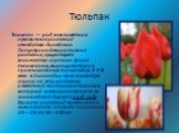 Тюльпан. Тюльпан — род многолетних луковичных растений семейства Лилейные. Популярное декоративное растение, существует множество сортов и форм тюльпанов, выращиваемых в промышленных масштабах. В XVII веке в Голландии произошёл бум спроса на это растение, известный как тюльпаномания, который заверши