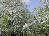 Яблоневые сады традиционно выращиваются во многих странах мира. Великолепное цветение этих садов весной и изобилие фруктов осенью делают яблоню самым излюбленным деревом в народных традициях и фольклоре
