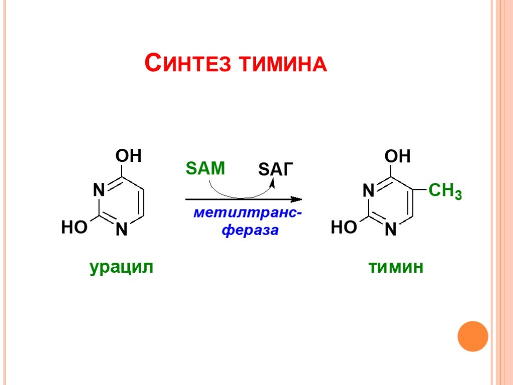 Тимин синтез. Синтез Тимина. Синтез Тимина и урацила. Синтез Тимина биохимия. Урацил в Тимин реакция.