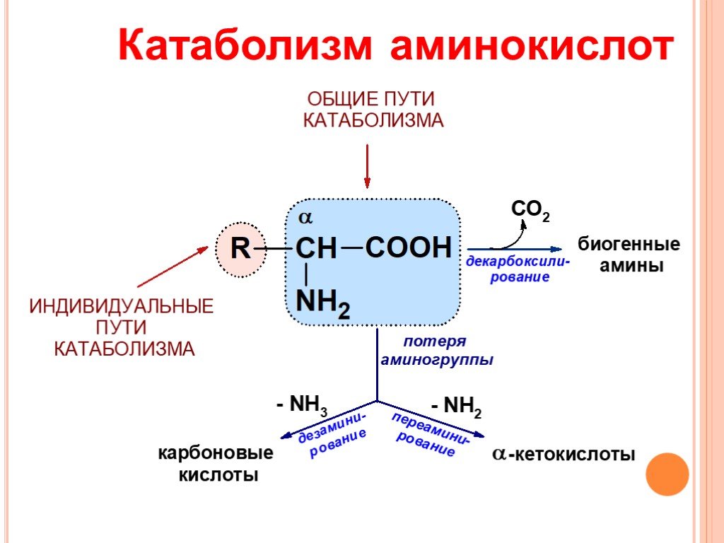 Аминокислота образуется в процессе. Общая схема катаболизма аминокислот. Общие пути катаболизма аминокислот биохимия. Катаболизм аминокислот до со2 и н2о. Основные этапы катаболизма аминокислот.