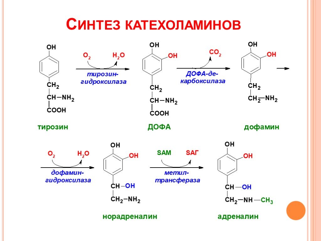 Адреналин образуется. Синтез катехоламинов биохимия из тирозина. Синтез норадреналина биохимия. Тирозин тирозин Дофа. Катехоламины это производные тирозина.