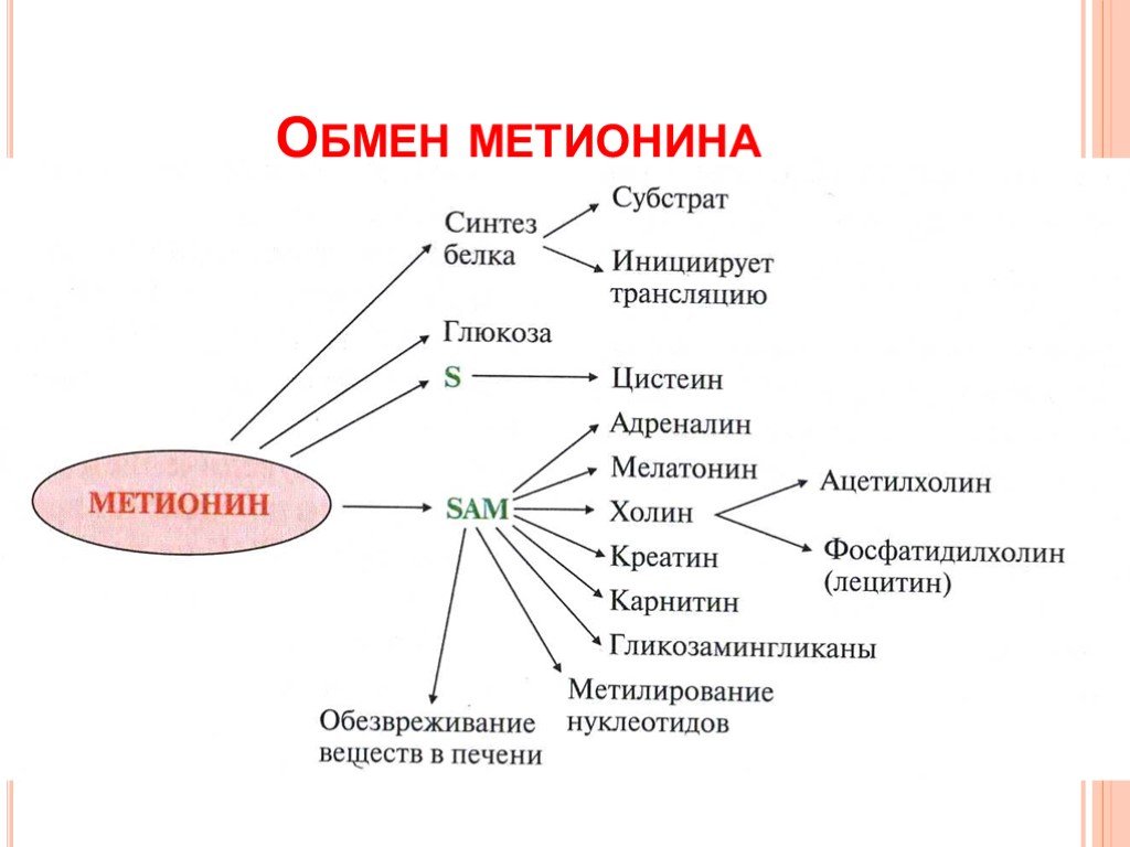 Путь обмена. Схема обмена метионина биохимия. Синтез активной формы метионина. Пути обмена метионина и цистеина биохимия. Схема метаболизма и нарушения обмена метионина.