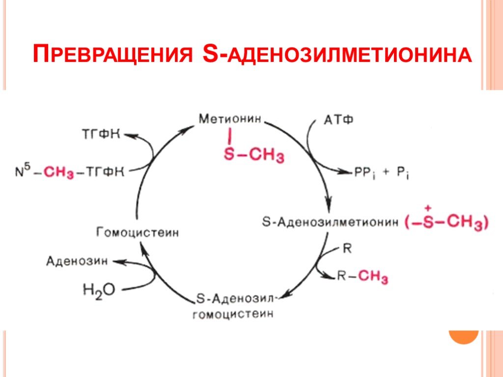 Реакции образования циклов. Цикл Sam биохимия. S-аденозилметионин цикл. Превращение гомоцистеина в метионин биохимия. Сульфониевые соединения s-аденозилметионин.
