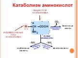 Катаболизм аминокислот