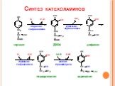 Синтез катехоламинов