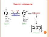 Синтез меланина