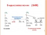 S-аденозилметионин (SAМ)