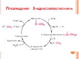Превращения S-аденозилметионина