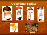 Съедобные грибы Белый гриб Подосиновик Подберёзовик Лисички Сыроежка Опята