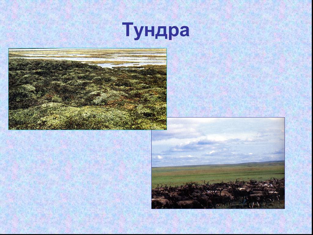 Природная зона тундра 6 класс география. Тундра 4 класс окружающий мир. Природные зоны России 4 класс тундра. Зона тундры 4 класс окружающий мир. Природная зона тундра 4 класс окружающий мир.