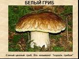 БЕЛЫЙ ГРИБ. Самый ценный гриб. Его называют "король грибов"