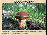 ПОДОСИНОВИК. Отличаются оранжево-красной (иногда белой) шляпкой и посинением мякоти гриба на срезе.