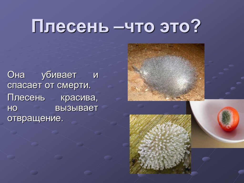 Что означает плесень. Плесень. Плесневые грибы. Плесень презентация. Презентации на тему плесень\.